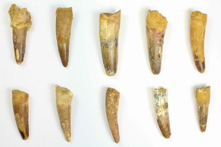 Lot: to Bargain Spinosaurus Teeth - Pieces #141534